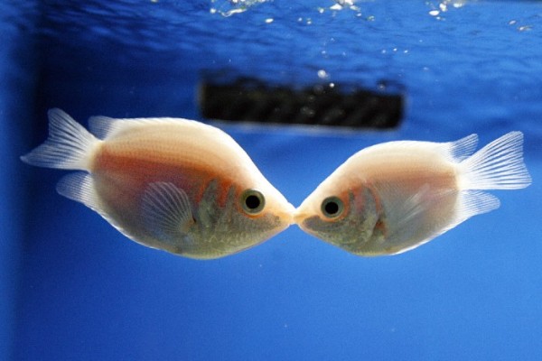 接吻魚
